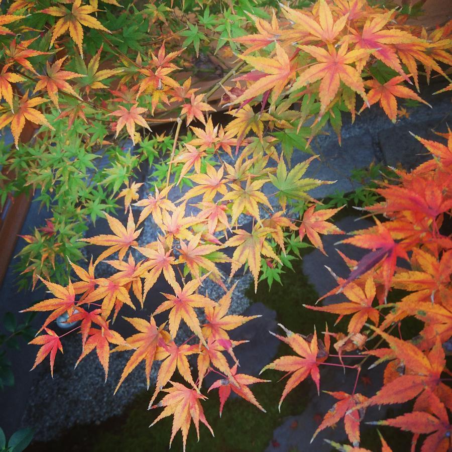 Yunokian Villa Kyoto Eksteriør billede